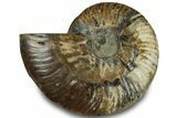 Cut & Polished Ammonite Fossil (Half) - Madagascar #323297-1
